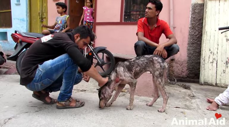 This Dog Was Suffering From Mange, But One Month Later, He’s Almost Unrecognizable