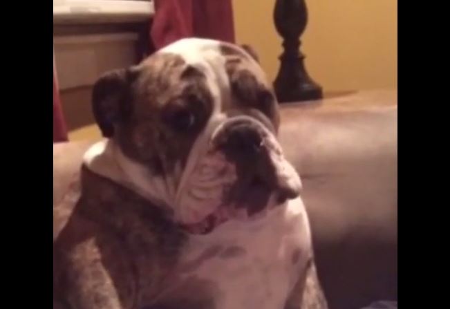 English Bulldog’s temper tantrum compilation