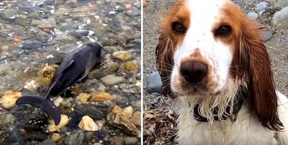 Hero Dog Saves the Life of a Stranded Baby Porpoise