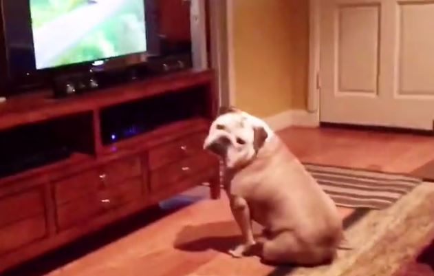 This Dog Will Listen To Her Owner From Now On After Being Taught A Memorable Lesson.