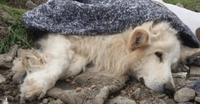 Dying Dog Found Wrapped In Carpet In Pile Of Garbage