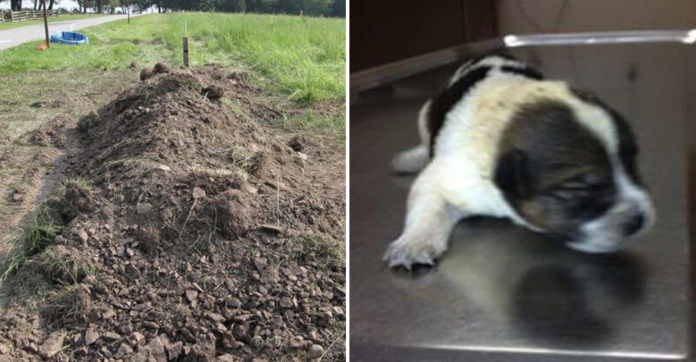 Puppy Found Buried Alive In 6 Inches Of Dirt