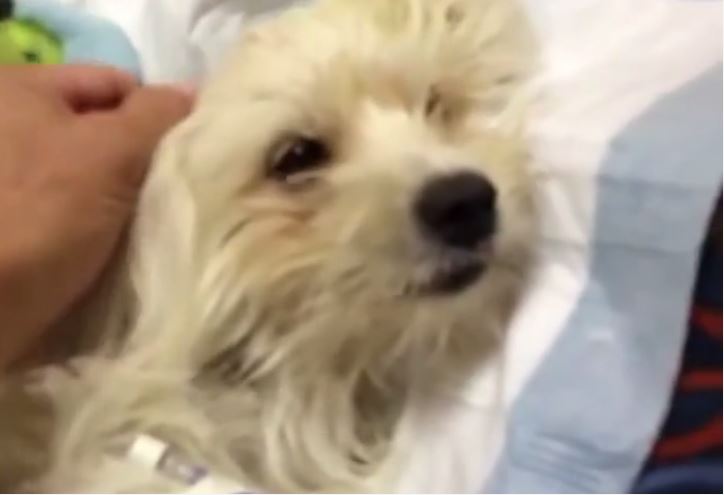 This Dog Was On The Brink Of Death. What Follows Is Truly Miraculous.