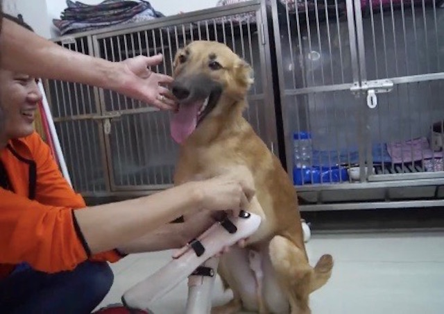 Dog Whose Legs Were Sliced Off For Chewing Shoes Gets New Prosthetics & Lease On Life