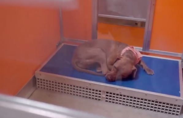 Man Buys a New Dog Bed for Every Single Dog in the Shelter!