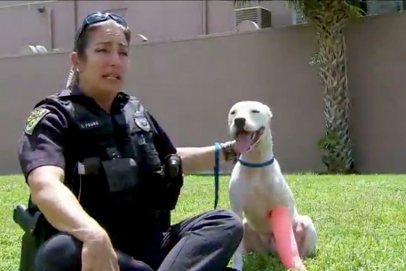 Police Officer Adopts Dog After Hit-and-Run and Pays for Surgery to Save His Leg