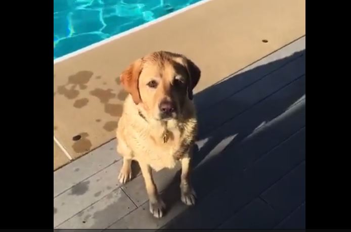 This Dog’s Pool Time Routine Is Not Something To Be Missed
