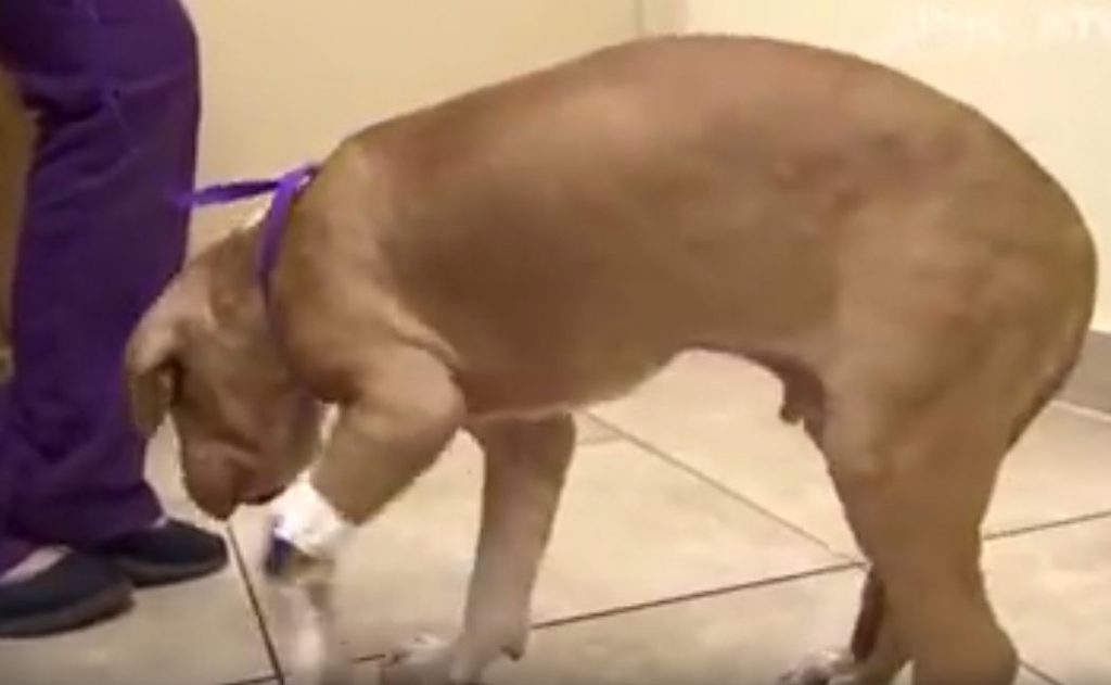 Puppy Recovers After Being Stung Over 400 Times By A Swarm Of Bees