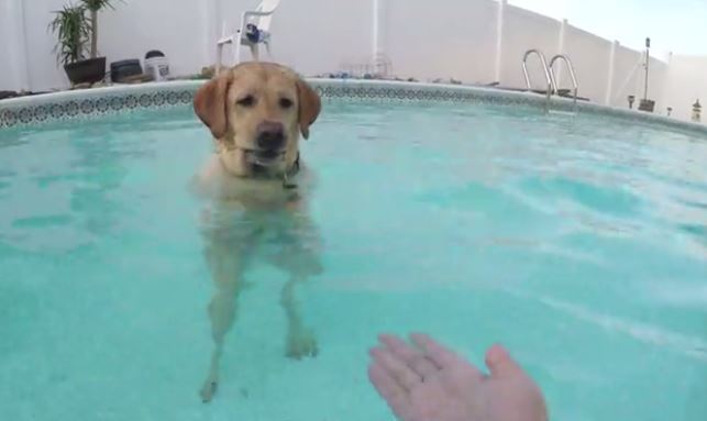 Labrador stands in pool for no reason at all