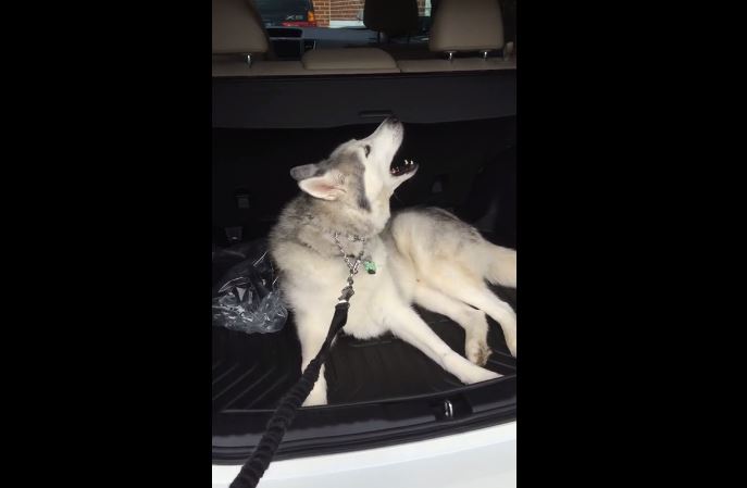 When Zeus Decides that He Doesn’t Want to Leave the Car, He’s Sure to let Everyone Know It!