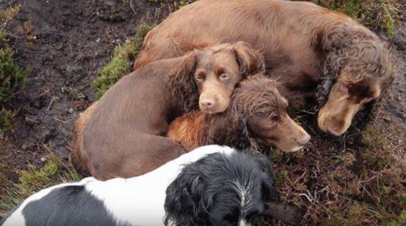 Heroes Emerge From Muddy Pipe With Dog Who’d Gone Missing