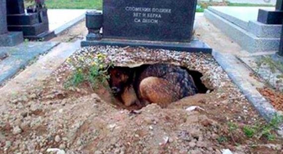 The Real Story Behind the Photo of the Dog Who Dug a Hole in Her Owner’s Grave