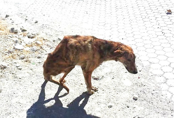 Woman On Holiday Finds A Dog With Broken Spine, Takes Him Home From Greece To Holland
