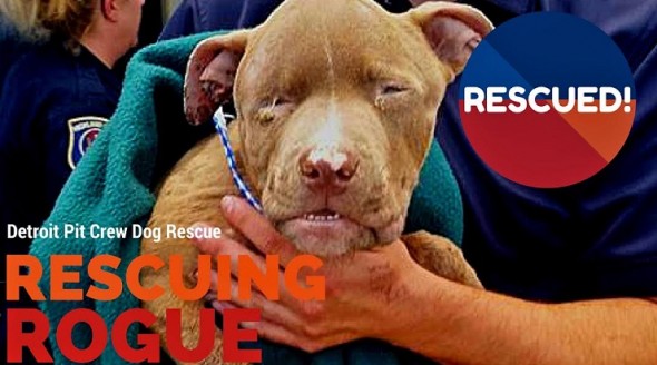Cruelty Tip Leads to Amazing Rescue of a Pit Bull Puppy by the Detroit Pit Crew