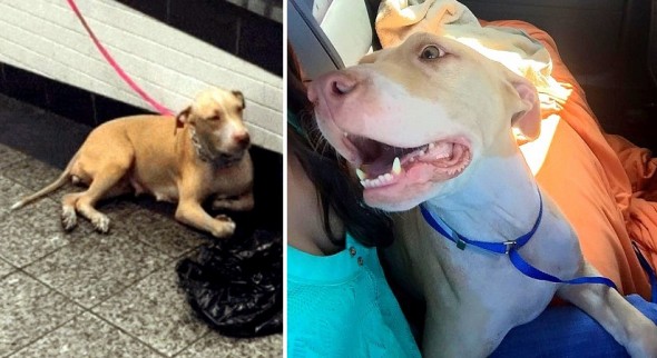 Out of the Hundreds Who Walked By, One Person Finally Saved a Dog Dumped at a Train Station