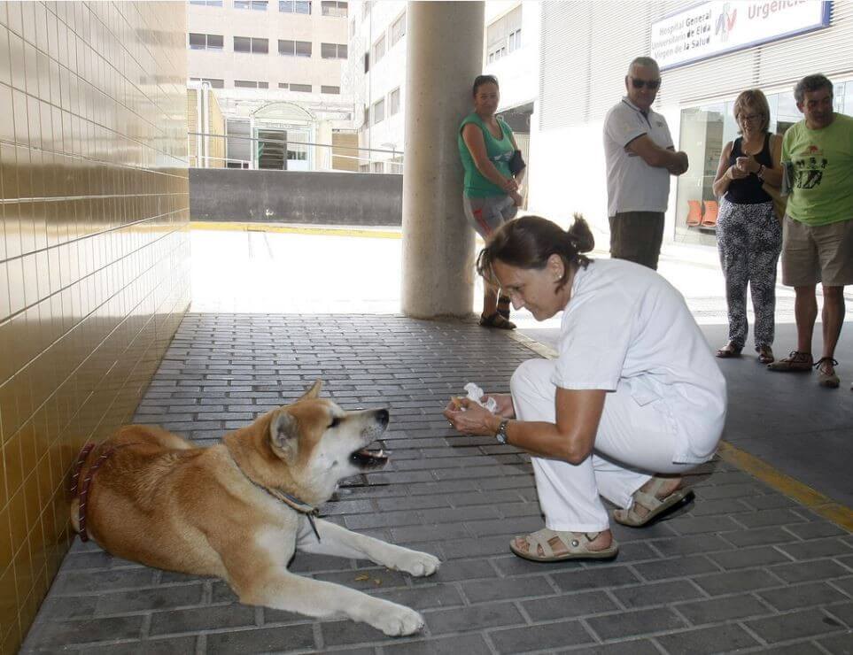 Faithful Dog Sat Outside This Hospital, Then The Nurses Find Out The Heartwarming Reason