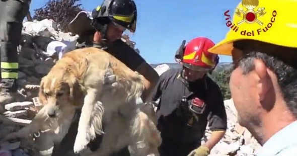 Firefighters Rescue Dog Stuck in Massive Rubble Pile for Nine Days in Italy