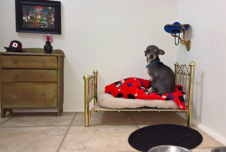 This Woman Built Her Dog A Bedroom Under The Stairs And The Details Are Impressive