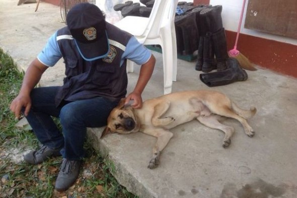 Dog Who Escaped Illegal Abattoir Gets New Home in Italy