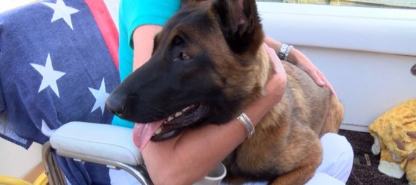 Dog Falls Out Off of Boat on Lake Michigan, Swims Miles to Be Rescued