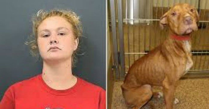 Woman Who Severely Abused Her Dogs Is Banned From Owning Dogs For Her Entire Life