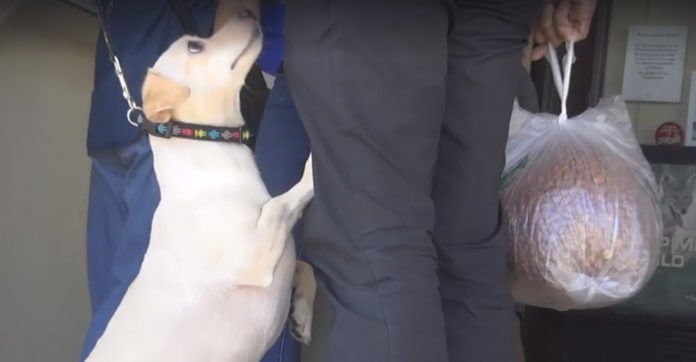 Heartbroken Dog Goes To The Shelter And Instantly Knows He’s Being Surrendered