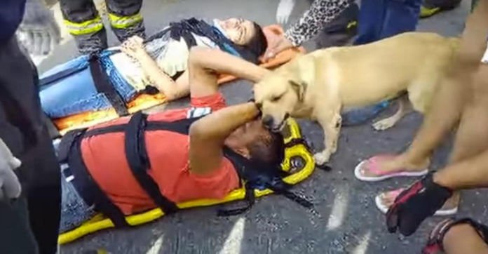 Dog Shows Up At Scene Of Accident To Comfort His Injured Owner