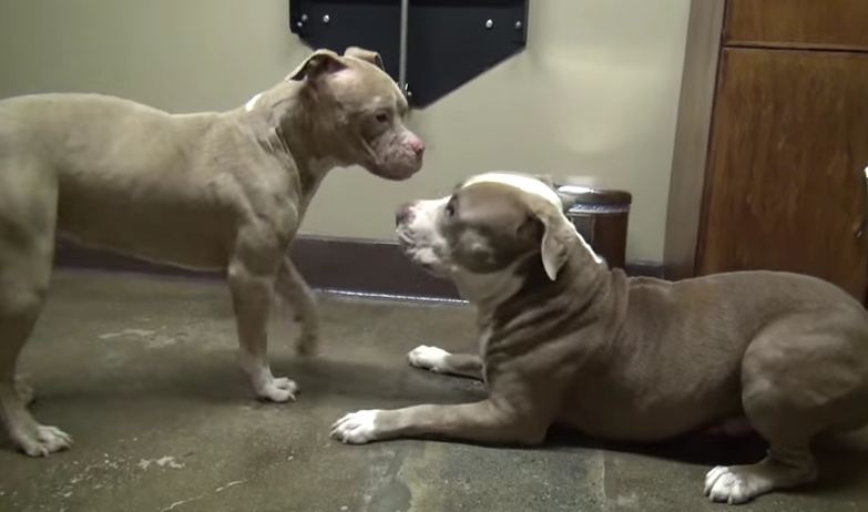 Two Abused Pit Bulls Can’t Stop Dancing After Being Rescued