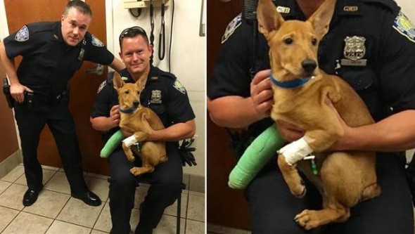 Port Authority Cops Rescue Dog Hit by Truck on Bridge