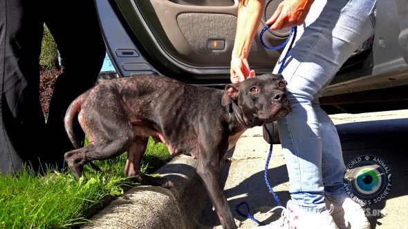 Dog Infested with Mange Rescued from Crackhead’s Apartment