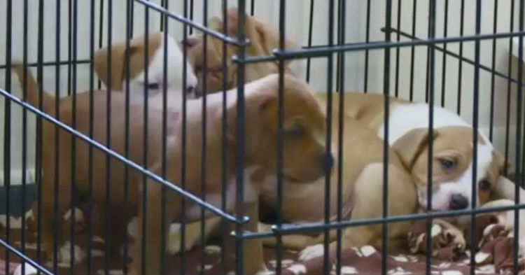 Ohio Passes Law That Makes Any Form Of Animal Abuse A Felony Charge. Do You Support This?