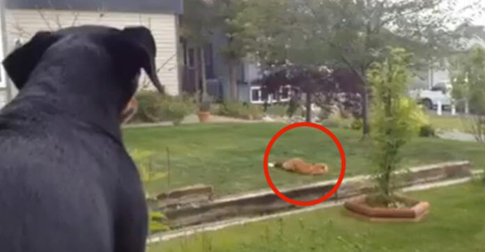Dog Who Left Her Toy Outside Can’t Believe What A Fox Does With It