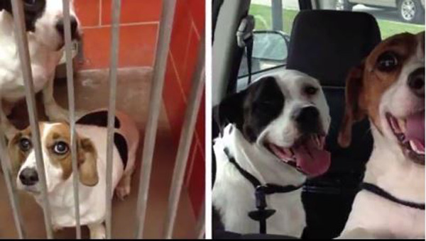 Some Amazing Photos of Dogs Before Being Adopted, and Then After Being Adiopted