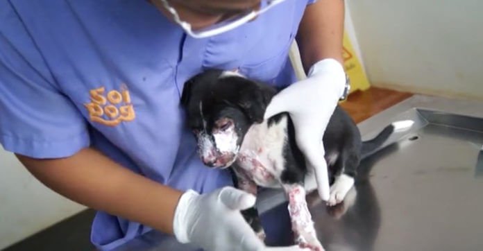 Stray Puppy So Hungry She Tries To Pull Bones From A Camp Fire