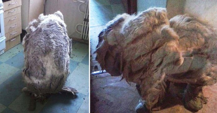 Dog Found Alone In Kitchen Looks Unrecognizable After 4 Trash Bags Full Of Fur Is Shaved Off