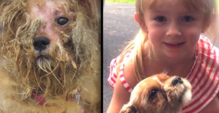 Stray Dog Had Given Up On Human Love Until She Met A Little Girl That Renewed Her Faith