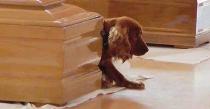 Dog Who Lost His Owner Doesn’t Want To Say Goodbye