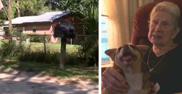 Rescue Dog Barks For 5 Hours To Save 92-Year-Old Owner After She Fell Behind Bushes