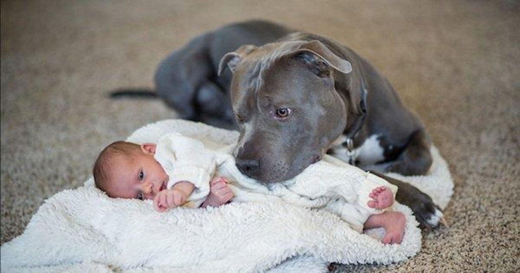 Wife’s afraid pit bull will harm baby and wants him done – but pit bull loves baby unconditionally