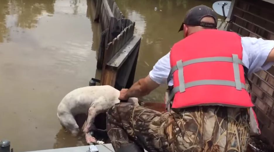 Pit Bull Clings To Broken Fence As Louisiana Flood Volunteers Try To Save Him