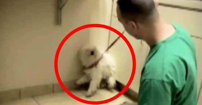 Dog Was About To Be Put Down, Then A Simple Hug Changed Everything…What A Sweet Girl.