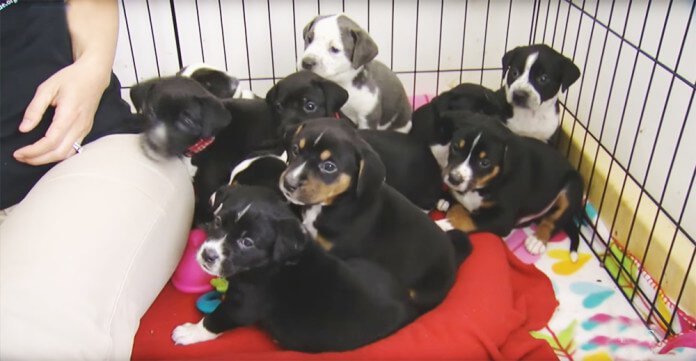 Mama Gives Birth To A Litter Of 10. But There’s One Special Thing About Each Of The Puppies!