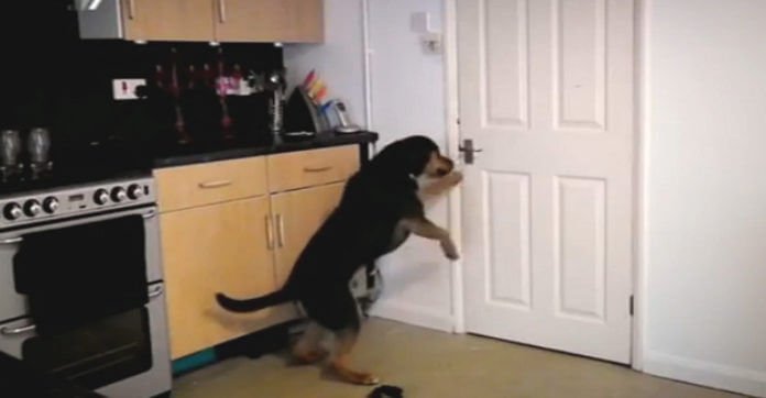 Owner Is Brought To Tears After Seeing What Her Dog Does After She Leaves The House Every Day