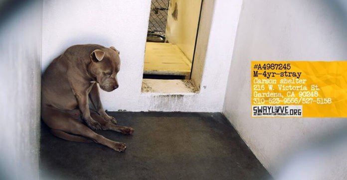 When A Stray Dog Lands In A Shelter… This Is How He Feels – Utter Hopelessness