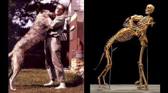 Anthropologist Donates His and His Dog’s Bodies to the Smithsonian