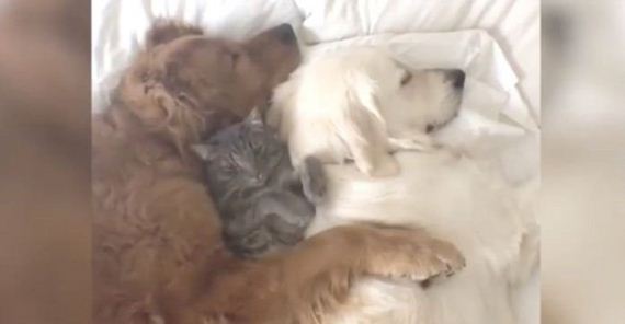 Mom Spots Her 3 Babies Taking A Nap. But Look Closely At The Dog On The Left…