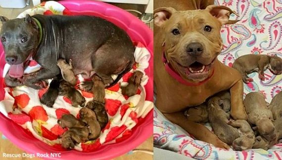 Pregnant Dogs Living in a Basement Rescued Just in Time to Give Birth