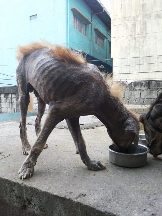 She Found These Dogs Living Amongst The Dead — So She Stepped In To Rescue Them