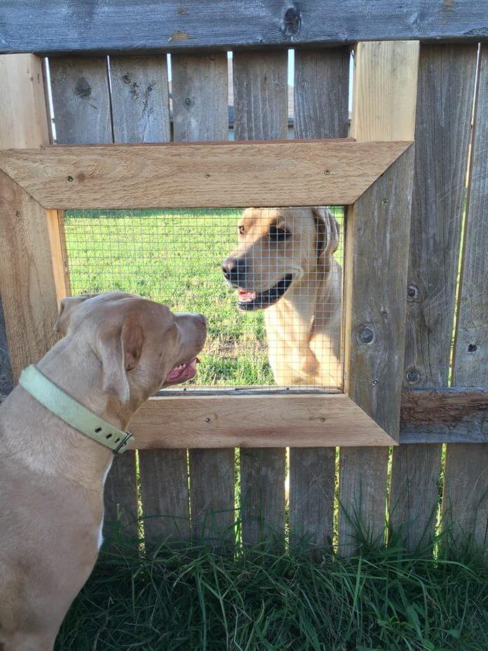 Guy Builds A Fence Window So His Dogs Can Talk To Their Friend Next Door