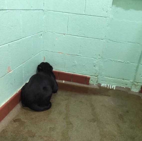 Shelter Dog Frozen In Fear Won’t Turn From Wall, Then Vet Realizes How Badly She’s Been Abused